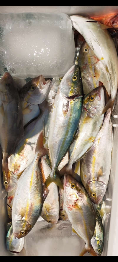 7月釣果です