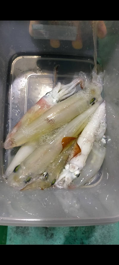8月釣果です