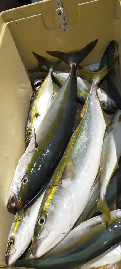 8月釣果です