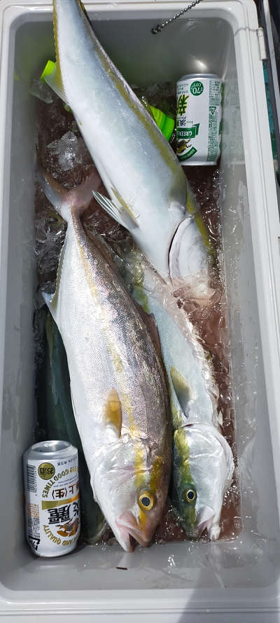 8月釣果です