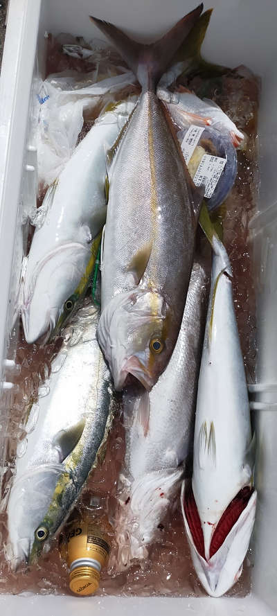 8月釣果です