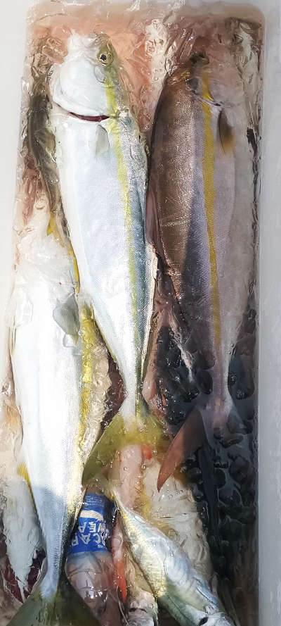 9月釣果です