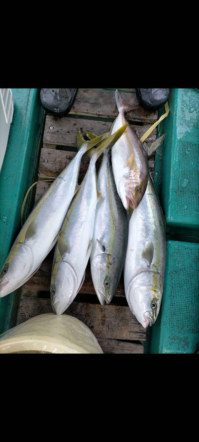 9月釣果です