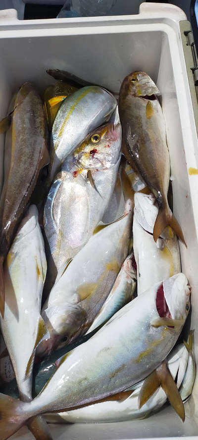 9月釣果です