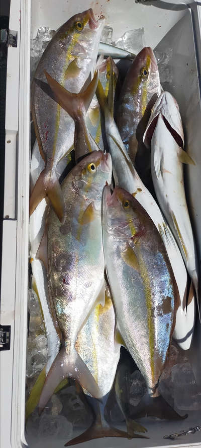 9月釣果です