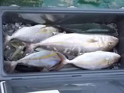10月釣果です