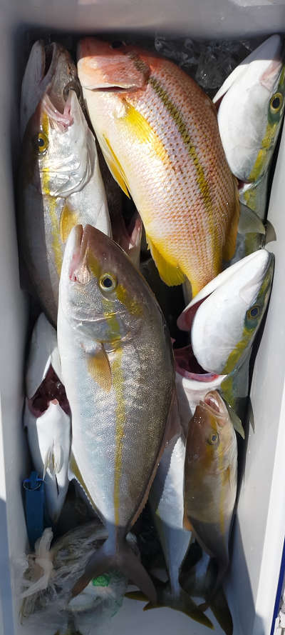 10月釣果です