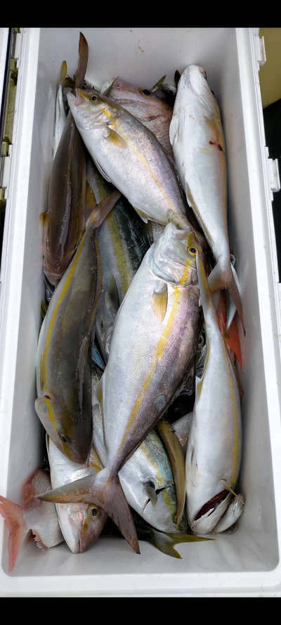 10月釣果です