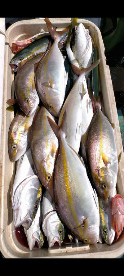 10月釣果です