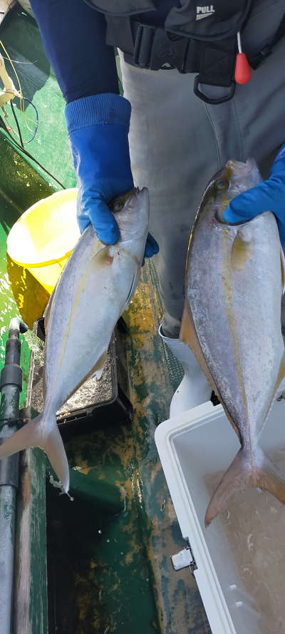 10月釣果です