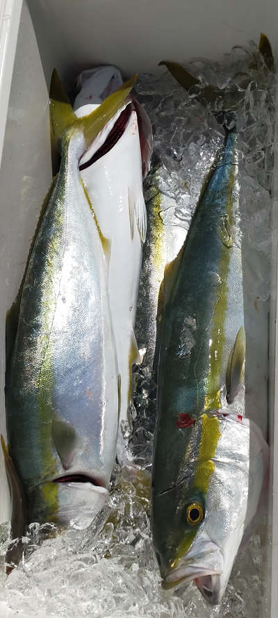 10月釣果です