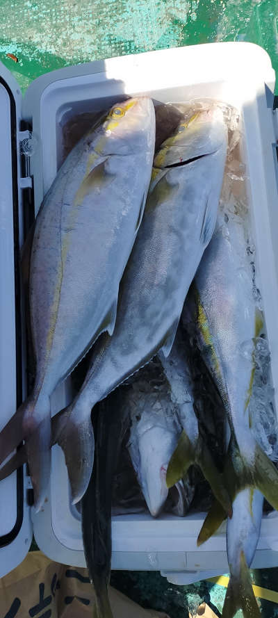 10月釣果です