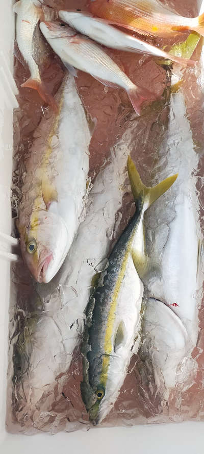 10月釣果です