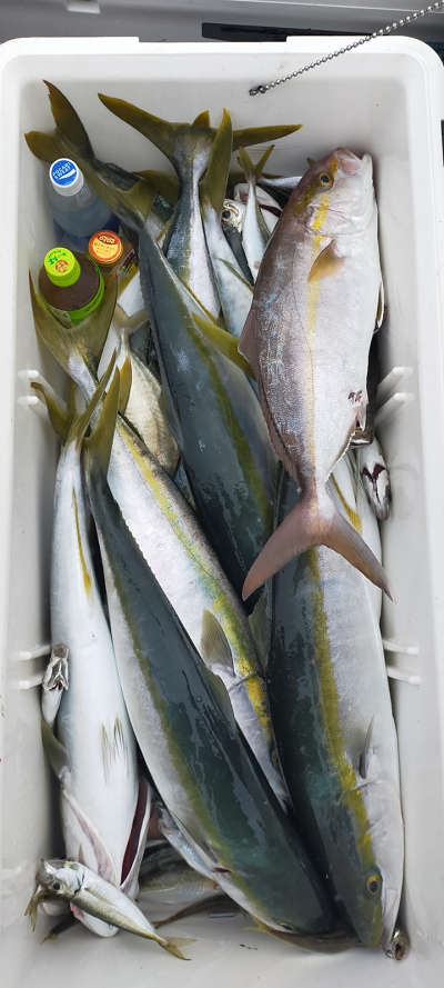 10月釣果です