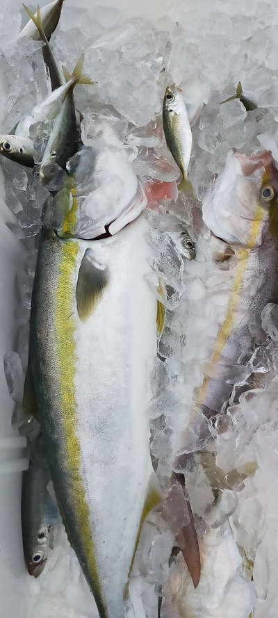10月釣果です