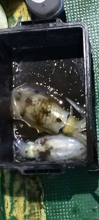 11月釣果です