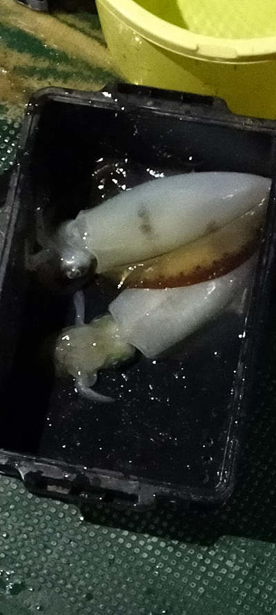 11月釣果です
