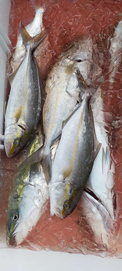 11月釣果です