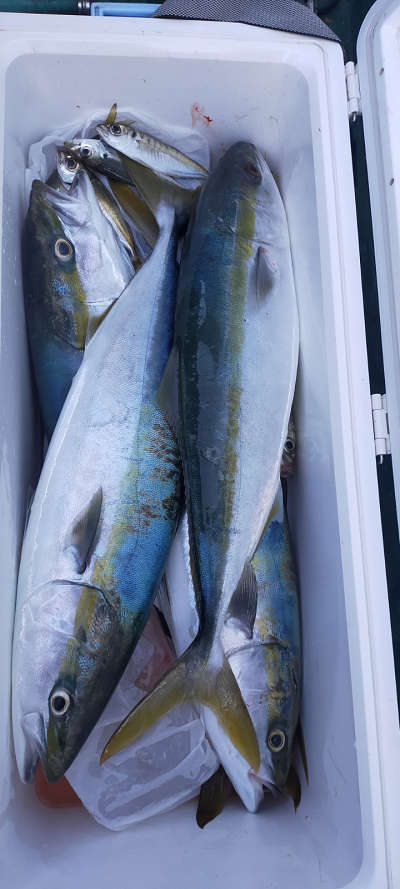 11月釣果です