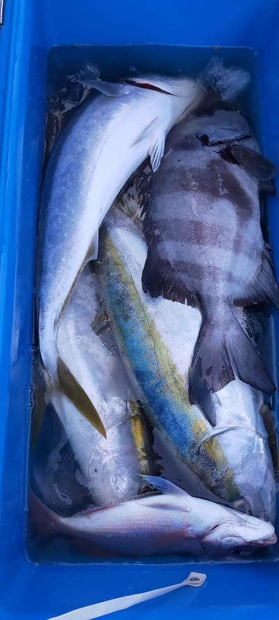 11月釣果です