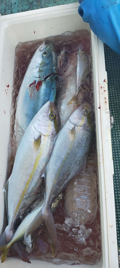 11月釣果です