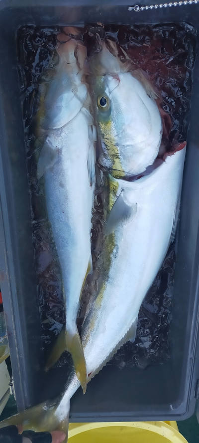 11月釣果です