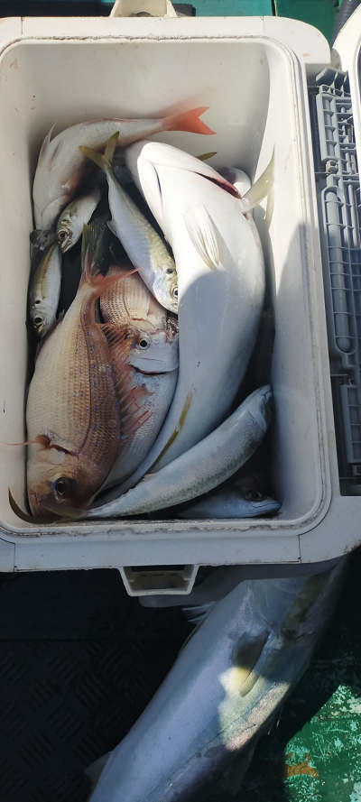 11月釣果です