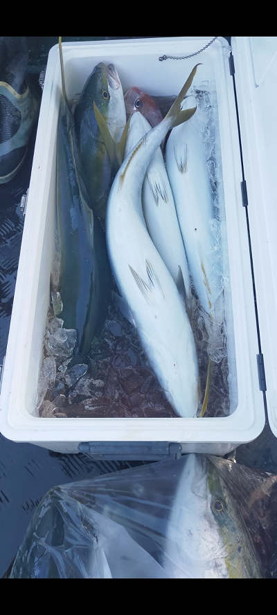 11月釣果です