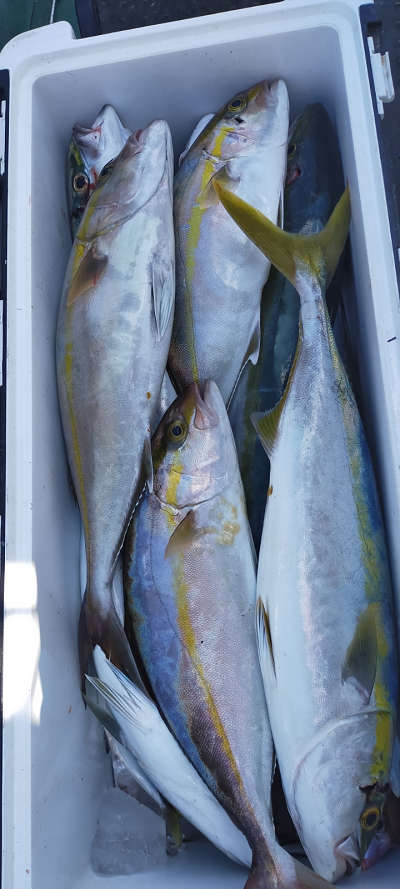 11月釣果です