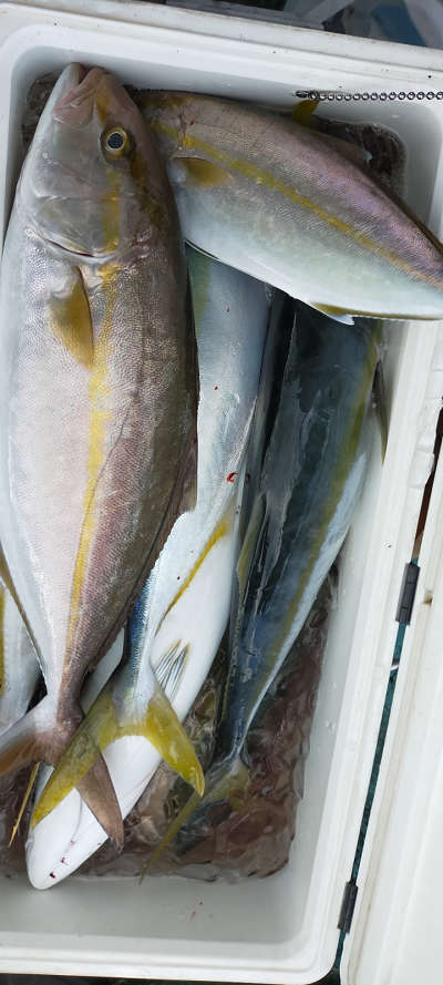 11月釣果です
