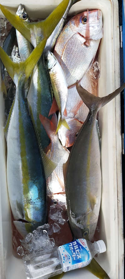11月釣果です