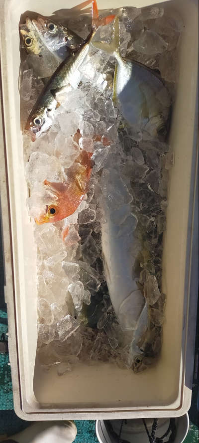 12月釣果です