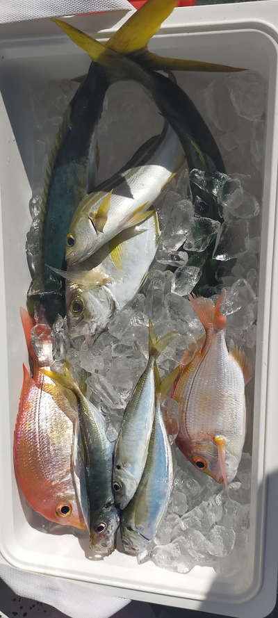 12月釣果です