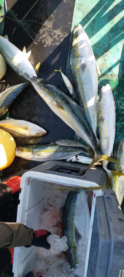 12月釣果です