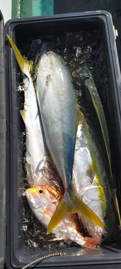 12月釣果です