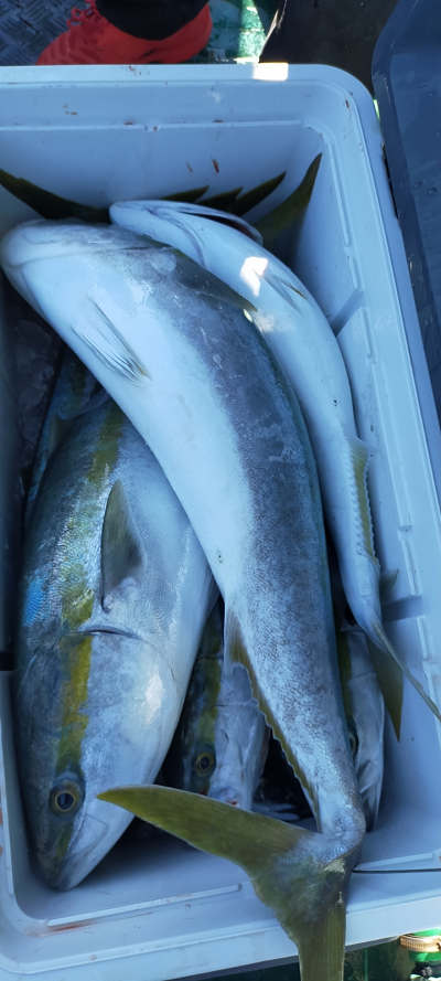 12月釣果です