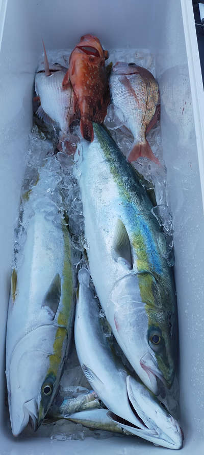 12月釣果です