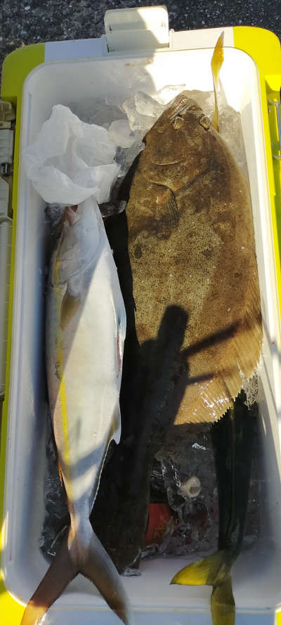 12月釣果です