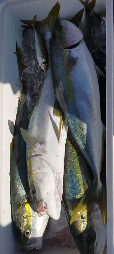 12月釣果です