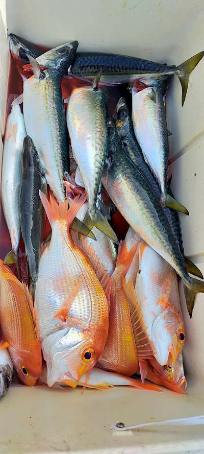 2月釣果です