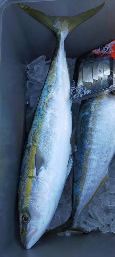 12月釣果です