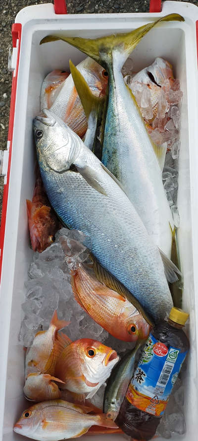 12月釣果です