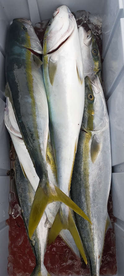 2月釣果です