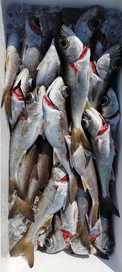 2月釣果です