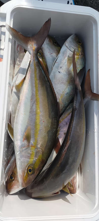3月釣果です