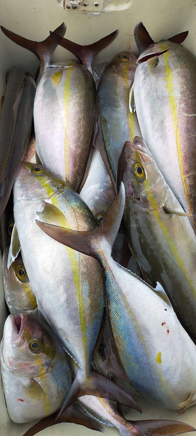 3月釣果です