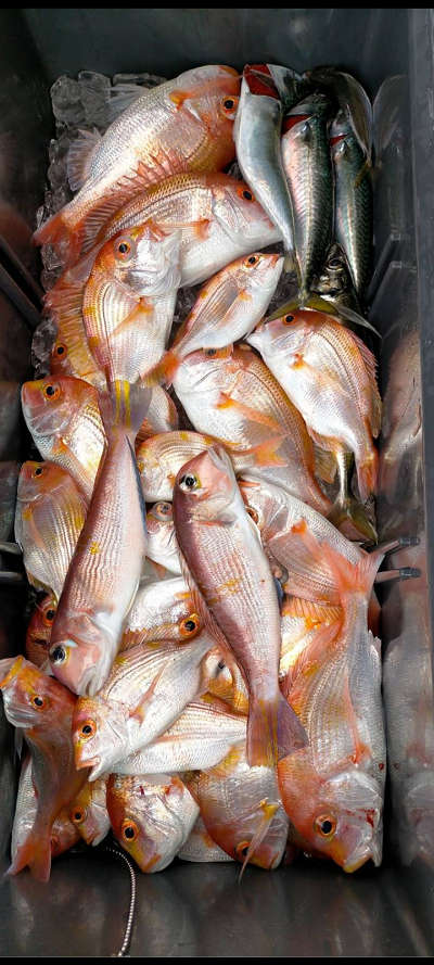 3月釣果です