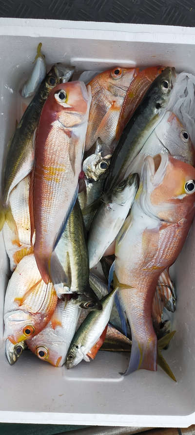 4月釣果です