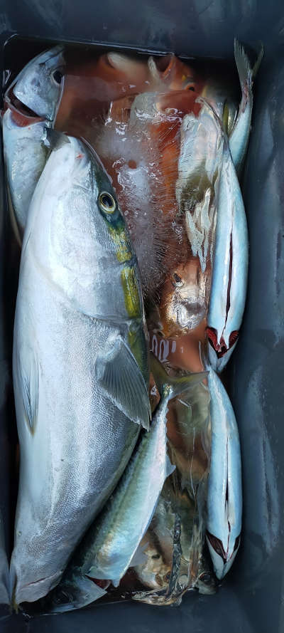 4月釣果です