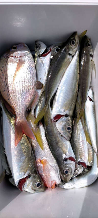 5月釣果です